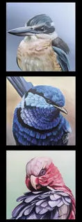 Chris Riley Collection - Birds - Kookaburra etc